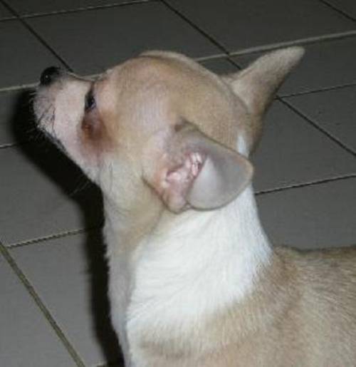  kh chihuahua r�den mit papieren