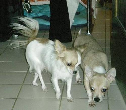 vergebe noch einen s��en kh chihuahua quintus mit papieren