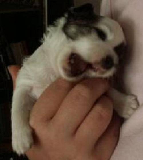 ares of charming chihuahua