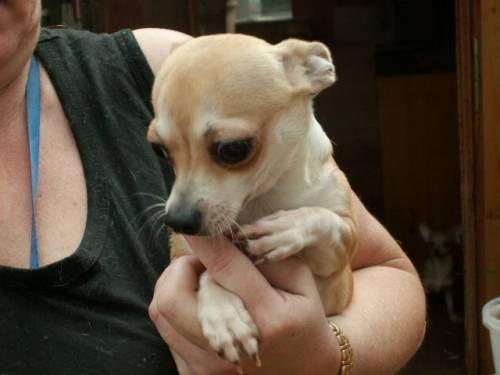 chihuahuas in lh und kh mit �kv papiere