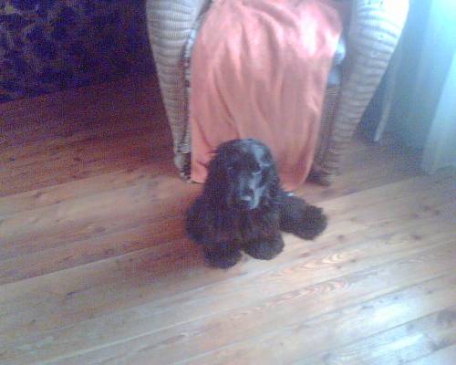 cocker spaniel