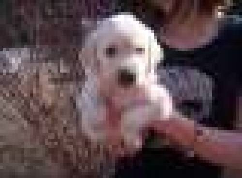 golden retriever welpen zu vergeben