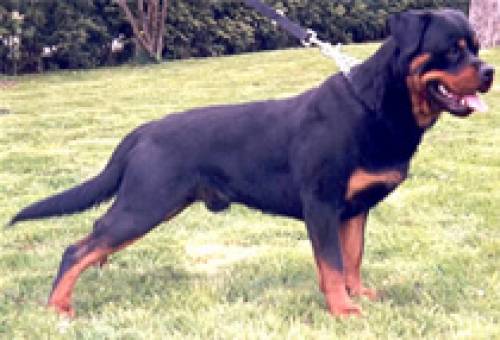 wunderbarer rottweiler r�de zu verkaufen