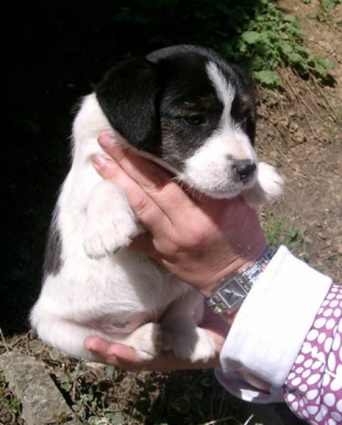 bordercollie terrier mix suchen neues zuhause