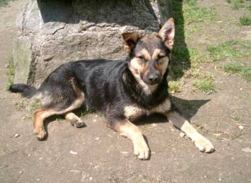 minisch�fer floyd sucht neues zuhause