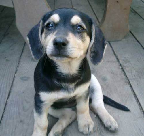 bella sucht einen kuscheligen hundekorb