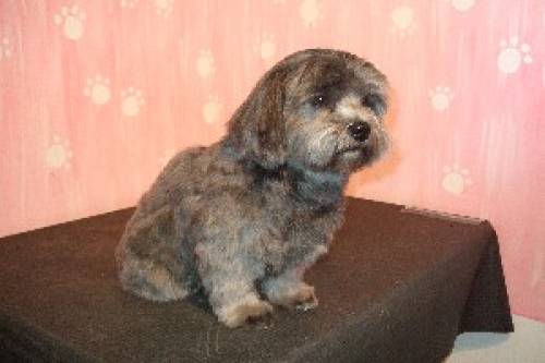 hundefriseur sabine salon mobil