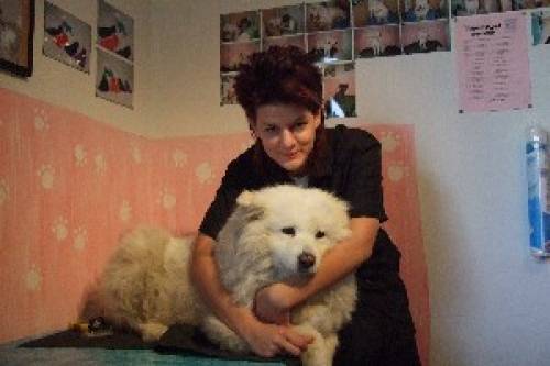 hundefriseur sabine salon mobil in n und wien