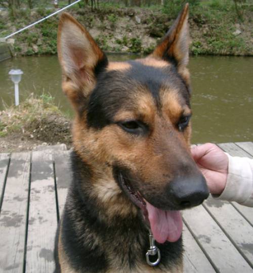  traumhund sucht endlich seinen traumplatz