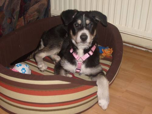 dringend huskymix xena