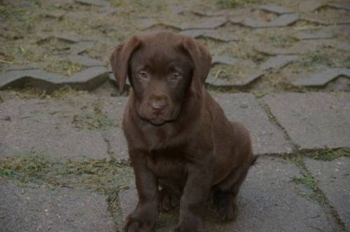 labrador welpe schoko  