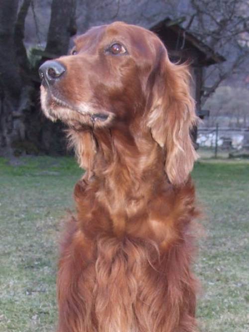 irish setter welpen im mai