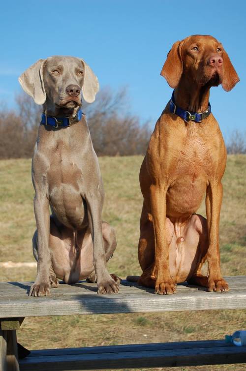 junger toller weimaraner aus privaten grnden zu vergeben