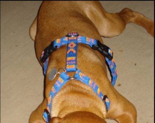 hunde brustgeschirr
