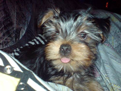 verkaufe monate alte yorkshire terrier dame