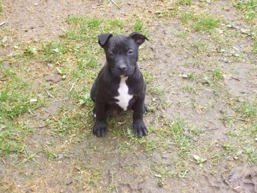 american staffordshire terrier welpen