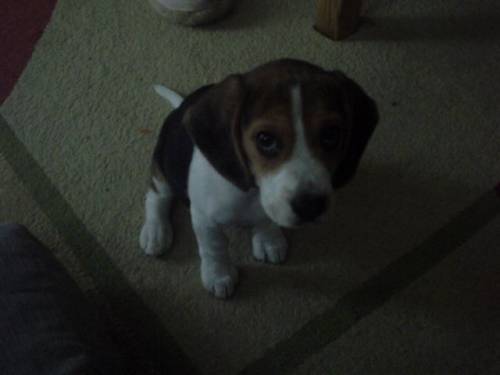 beagle baby sucht neues zu hause