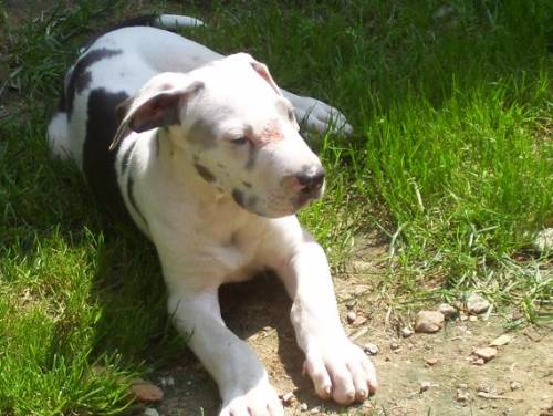 Deutsche Dogge Harlekin