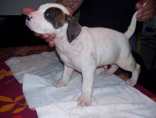 american staffordshire terrier welpen