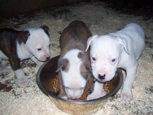 american staffordshire terrier welpen