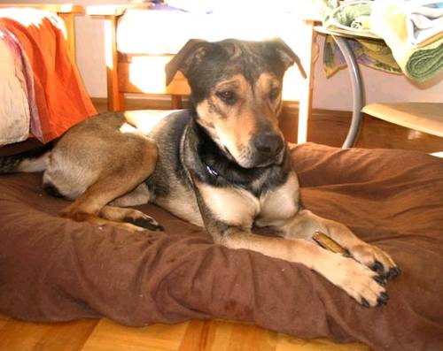 twinnie gro�e j�hrige sch�fer rotti h�ndin noch auf platzs