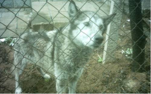 alba blinde husky h�ndin jahre f�r echte tierfreude