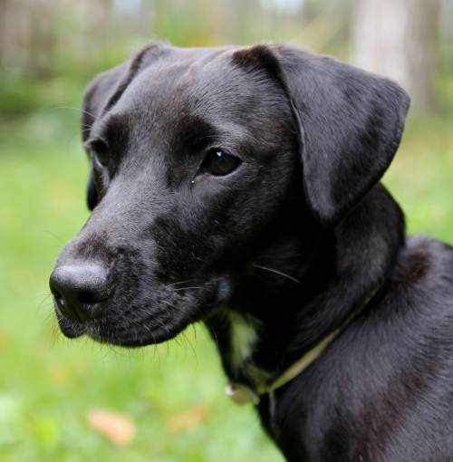 nelinka pflegestelle steiermark junge labradormixhndin 