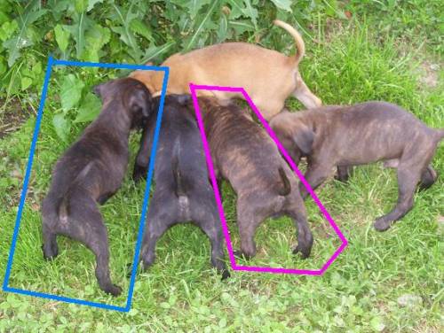 american staffordshire terrier welpen