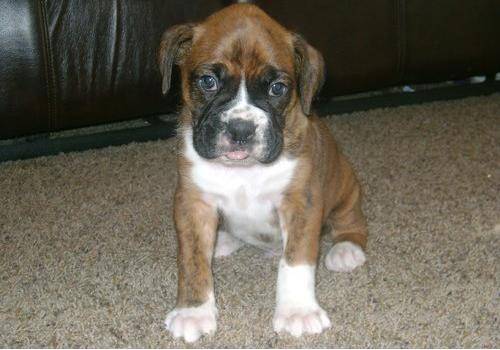 gesunde boxer welpen bereit zu gehen