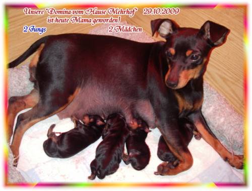 zwergpinscher welpen mit papieren aus familienaufzucht schwarz rot und