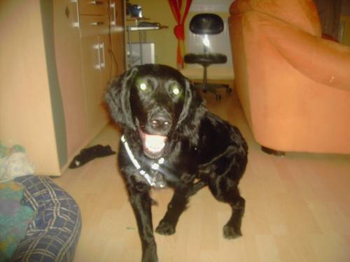 dringend zuhause gesucht golden retriever mischling mo