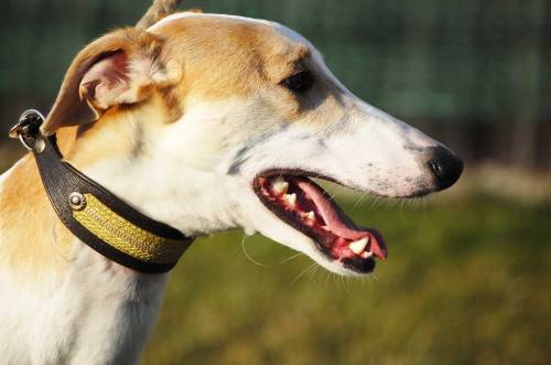 galgo r�de sucht liebes zuhause