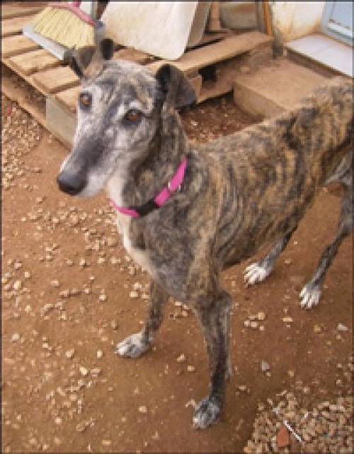 galgo h�ndin sucht zuhause oder pflegestelle