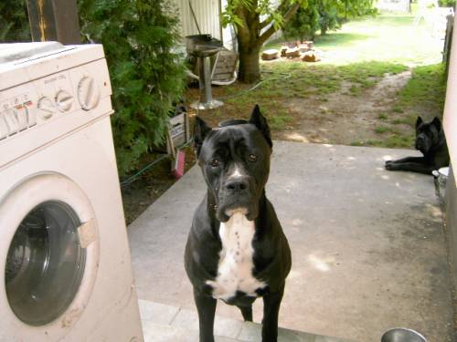 zu verkaufen cane corso hunde paar beide mit fci papiere