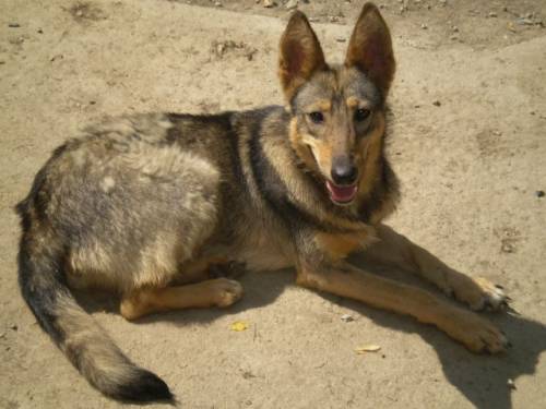 molly huskysch�fermixh�ndin