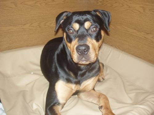 balou rottimix