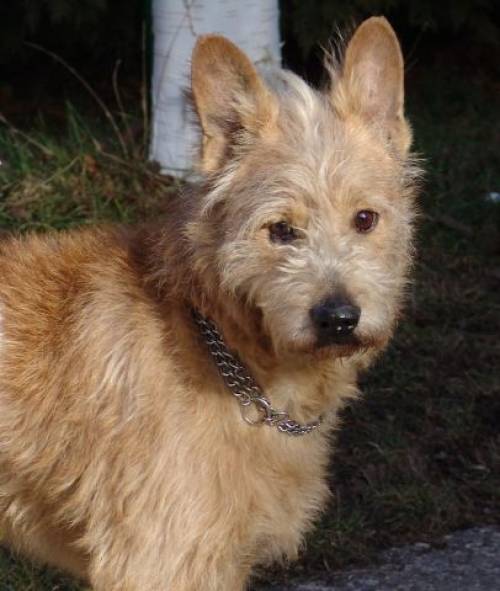 b�rli terriermix