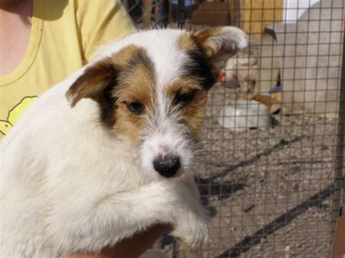 ramira terriermix
