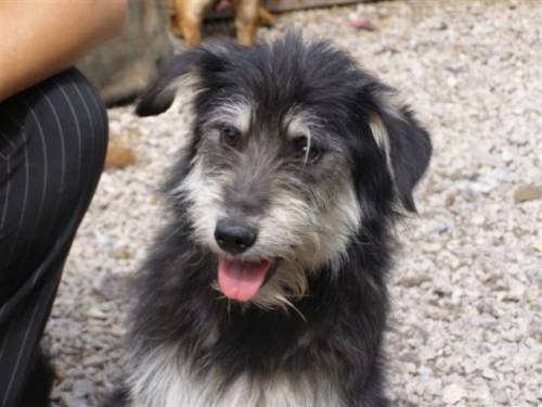 wolly schnauzermix