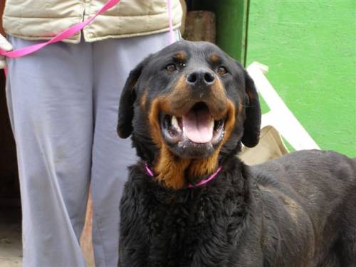 pia rottweilerh�ndin