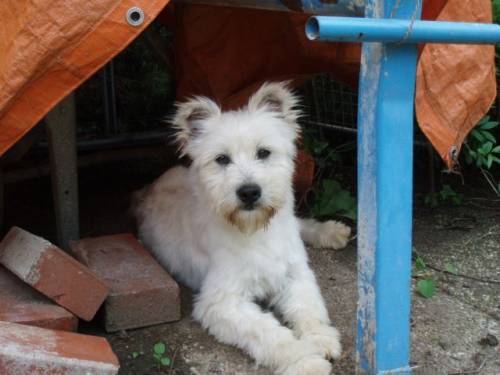 pedro terriermix