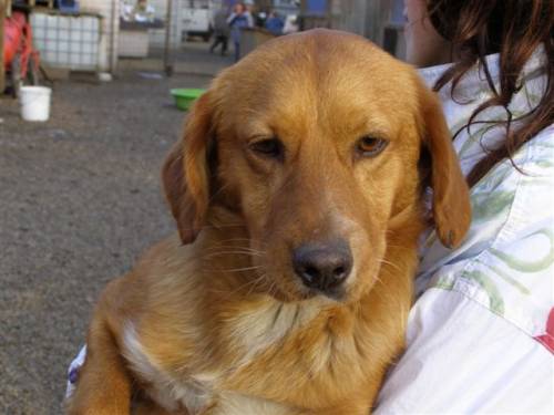 berny spanielmix