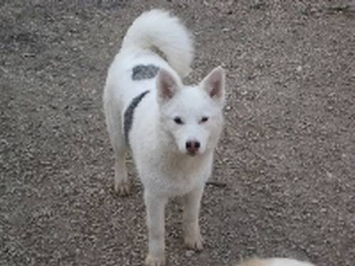 chicca huskymixh�ndin