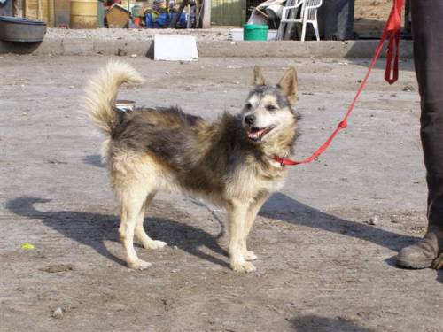 edi husky terriermix