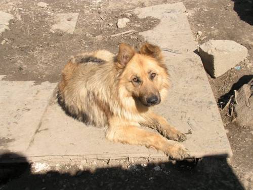lucky lucy langhaarsch�ferh�ndin