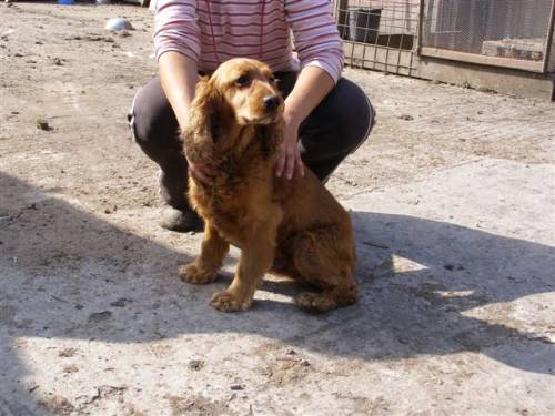 emil eng cockerspaniel