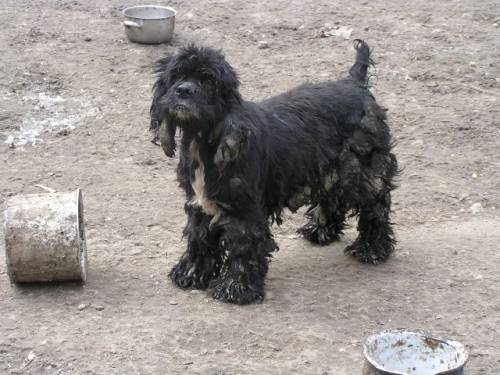 amerik cockerspanielh�ndin