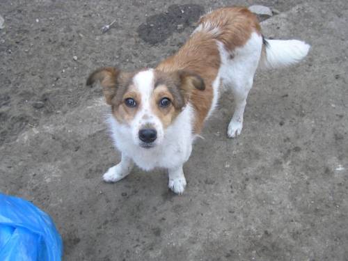 terriermix