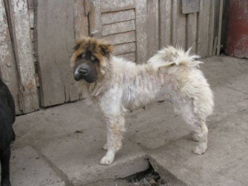 sherry sharpeimixh�ndin