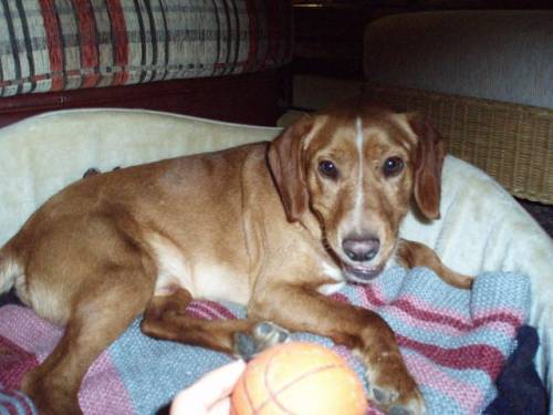 mexx labrador spanielmix